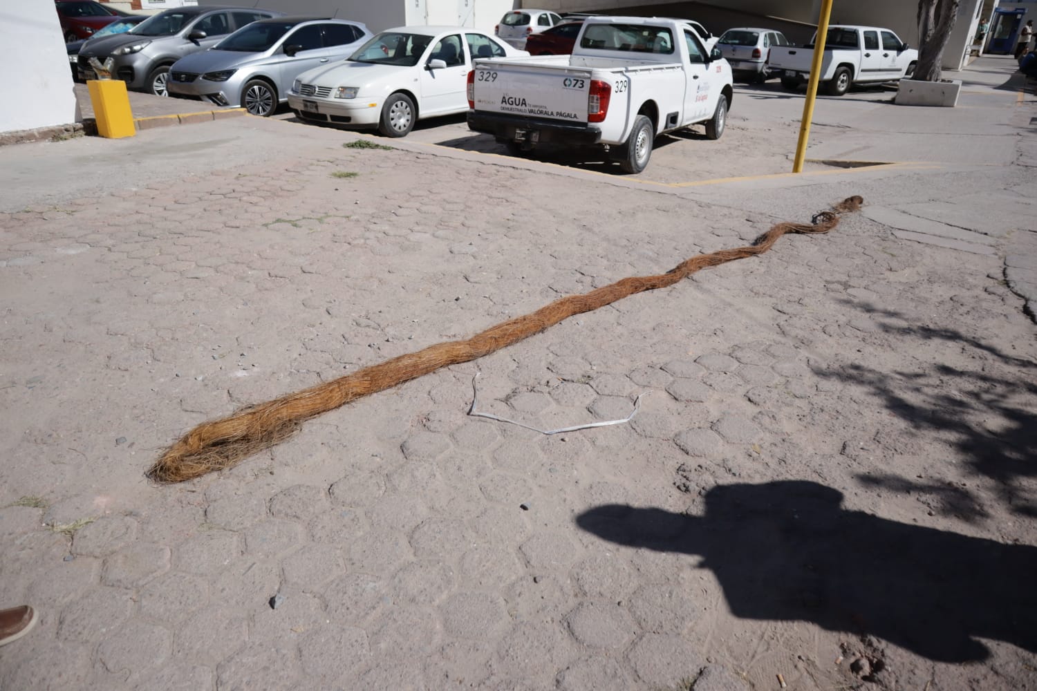 RAÍCES OBSTRUÍAN PASO DE AGUA POTABLE, INTERAPAS LAS RETIRA