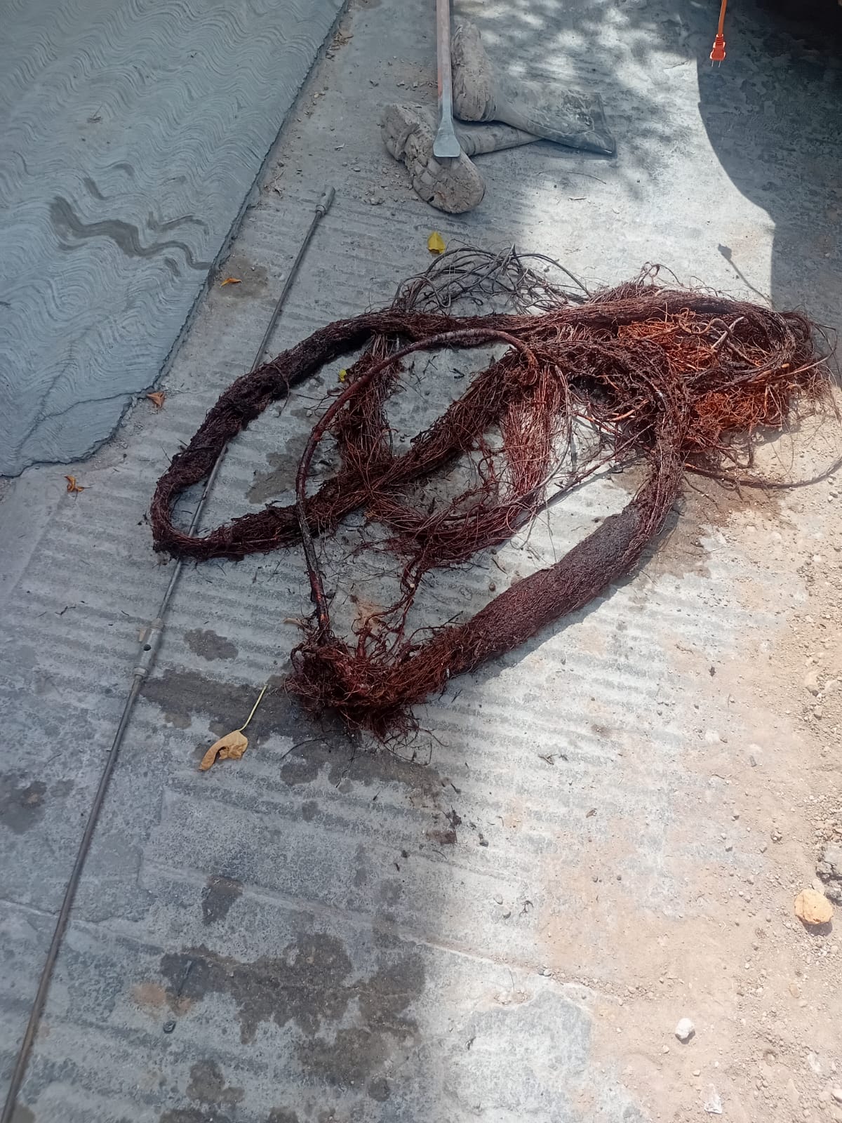 Tapón de raíces afectaba suministro de agua en Jardines de Oriente. Interapas las retira y devuelve el servicio.