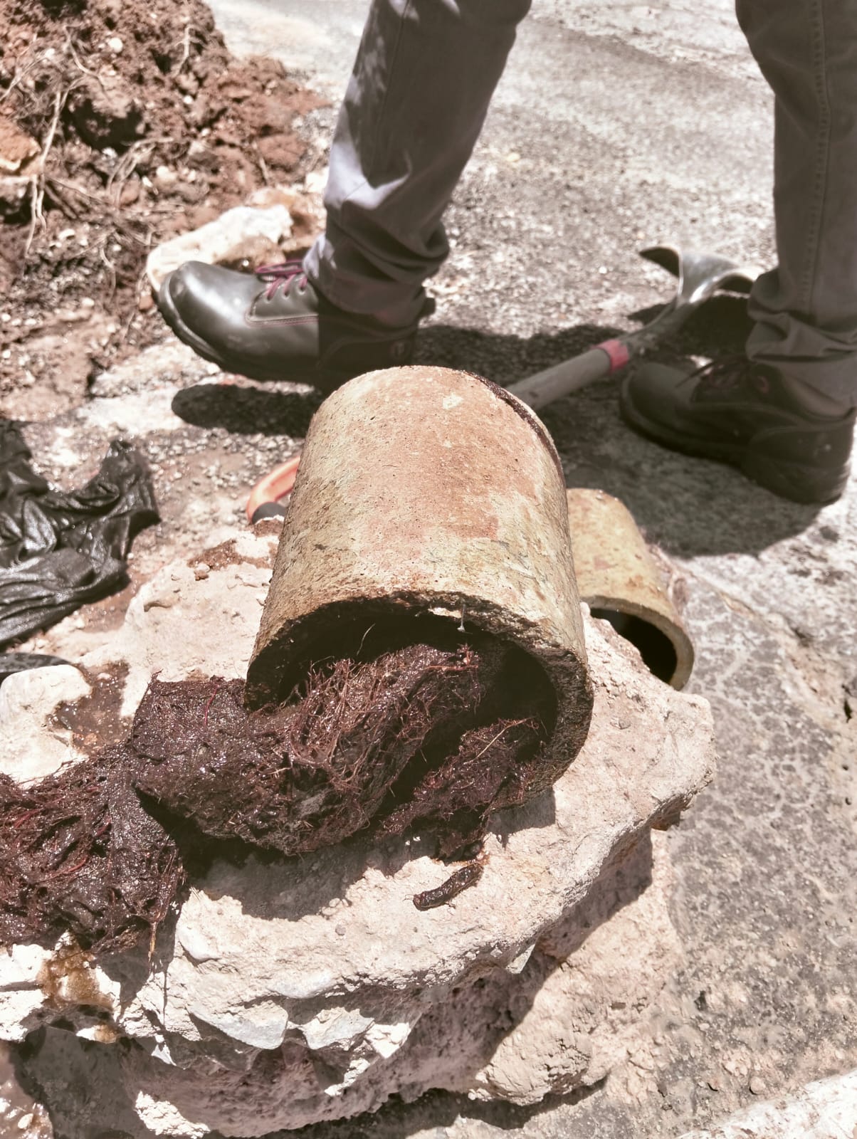 Raíces revientan ducto de agua potable y provocan fuga; ya fue reparada por INTERAPAS.